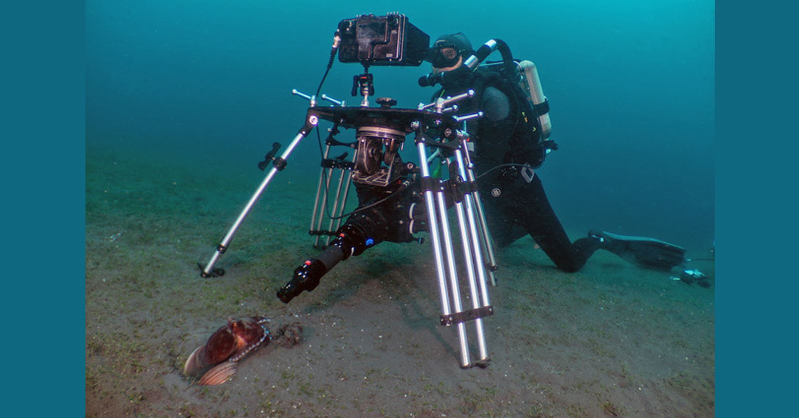 Welcome Roger Munns seen here filming Veined Octopus for the Secret Lives of Animals - BBC Studios/Apple TV+ © JasonIsle